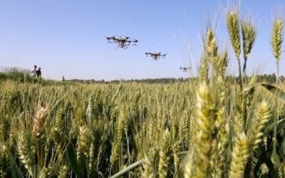 En marzo, China canceló compras de trigo a Australia y EE.UU. incidiendo sobre los precios.