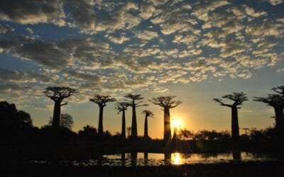 “África tiene los recursos naturales que se necesitan para crear el milagro y ser el próximo granero del mundo”