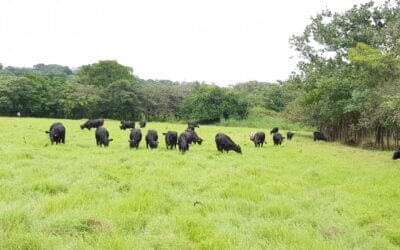 Argentina. En el primer cuatrimestre la oferta de hacienda sigue siendo más alta de lo esperado.