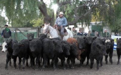 Pedro Clavijo Negocios Rurales. La firmeza marcó la pista de Don Bernardo.