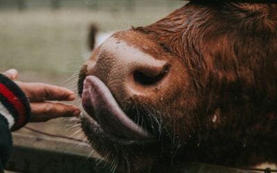 Hoy y mañana Plaza Rural remata importante oferta.