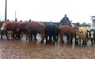 ACG: Una semana con precios que ajustaron al alza y suba de la faena.
