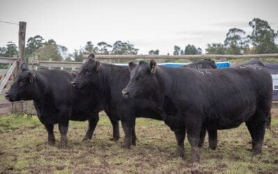 Hoy, Lote21 tendrá un destacado remate en la Expo Angus Otoño Indoor, en La Rural de Palermo, Buenos Aires.