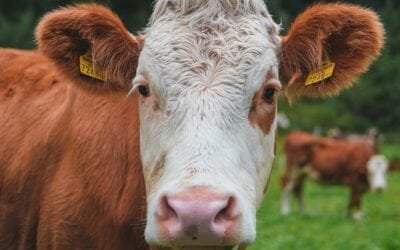 Carcasas más pesadas, vacas menos camperas
