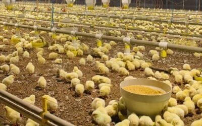 Paraguay. Sector avícola espera apertura de Taiwán.