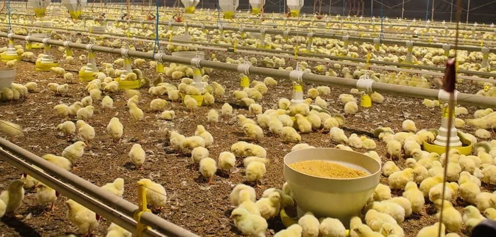 Paraguay. Sector avícola espera apertura de Taiwán.