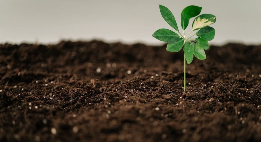 Tirar el fertilizante por el inodoro: la orina humana contiene nitrógeno y fósforo, un superalimento para las plantas.