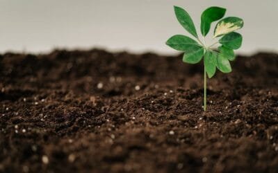 Tirar el fertilizante por el inodoro: la orina humana contiene nitrógeno y fósforo, un superalimento para las plantas.