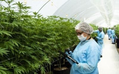 En América Latina, Canelones va a la vanguardia en la industria de cáñamo.