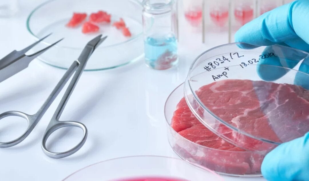 Caída global de las inversiones en carne cultivada.