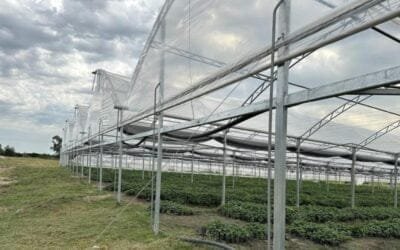 Se prorrogó el apoyo para la Modernización de la Producción Hortícola Bajo Protección y Recomposición de Cobertura.