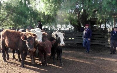 Con Cuchilla de Silvera SRL y Gustavo Basso Negocios Rurales, agilidad y buenas cotizaciones para surtida oferta.