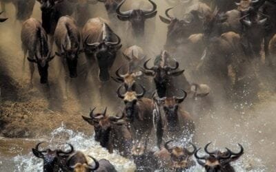 Equilibrio difícil. En África, el avance de la civilización vs la fundamental movilidad animal.