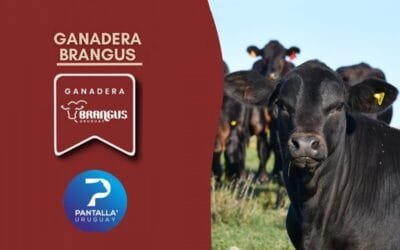 Hoy a las 11 comienza el remate de Pantalla Uruguay, con transmisión de Todo El Campo.