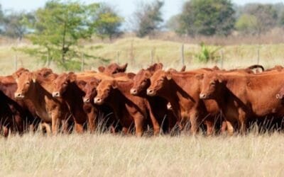 Ganaderos de América del Norte cuestionan importaciones de carne desde el América del Sur y piden apertura de mercados.