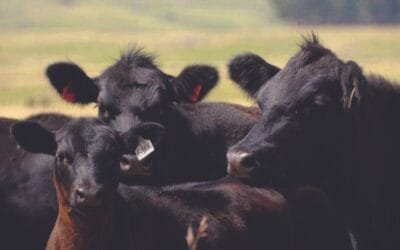 Más de 16.500 vacunos en Plaza Rural con Plaza Angus y la transmisión de Todo El Campo.