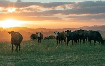 Las financieras estarían por detrás de los certificados de sostenibilidad en la industria cárnica.