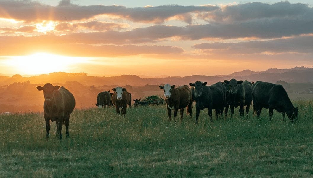 Las financieras estarían por detrás de los certificados de sostenibilidad en la industria cárnica.