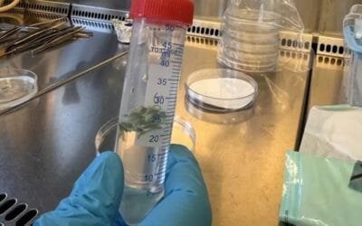 La tecnología genética tiene enorme potencial, pero las regulaciones son muy estrictas.