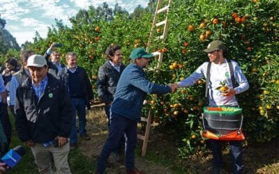 El citrus genera unos 4.000 puestos de trabajo y exportaciones por US$ 63 millones.