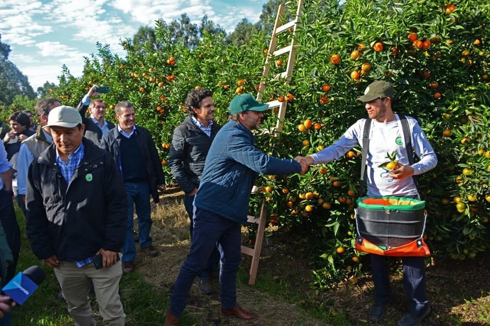 El citrus genera unos 4.000 puestos de trabajo y exportaciones por US$ 63 millones.