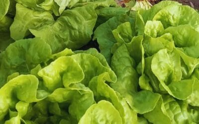 Con energía solar, controlan un hongo que afecta a las hortalizas.