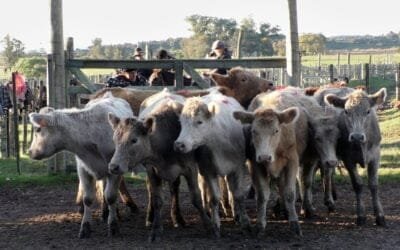 Carlos Bachino Agronegocios, con pista ajustada al momento en Los Amigos.