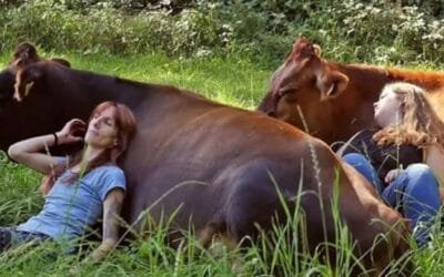 Estudio de la Universidad de Nueva York muestra terapia de salud mental asistida por ganado vacuno.