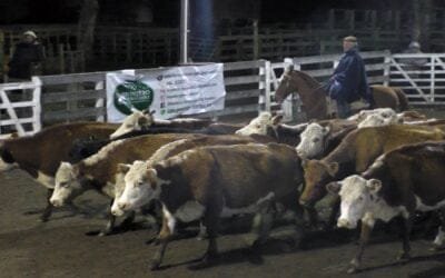 Montero & Fernández: con agilidad, en extensa jornada en el Campanero, se colocó voluminosa oferta.