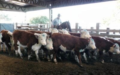 Ricardo Bachino Grosso. Remate acorde al momento y la época, en la pista de Ortíz.