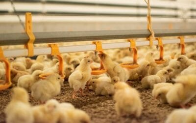 Buenas rutinas para la eclosión en la nave de los pollos de engorde.