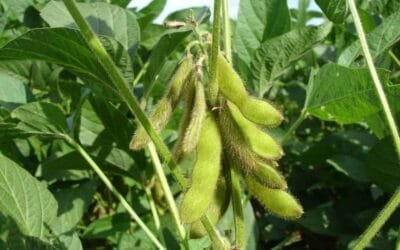 Agricultura sostenible: Basf inició en Brasil una colaboración para estudiar y promover el uso de polinizadores en la producción de soja.