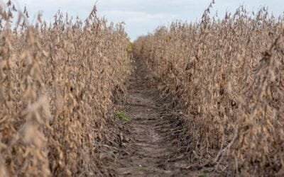 A pesar de tres años de sequía, en 2023 la producción agraria de UTU logró recaudar más de US$ 1,1 millón.