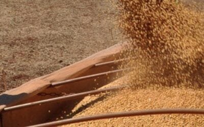 En Paraguay, las condiciones climáticas también perjudican al maíz y la soja.