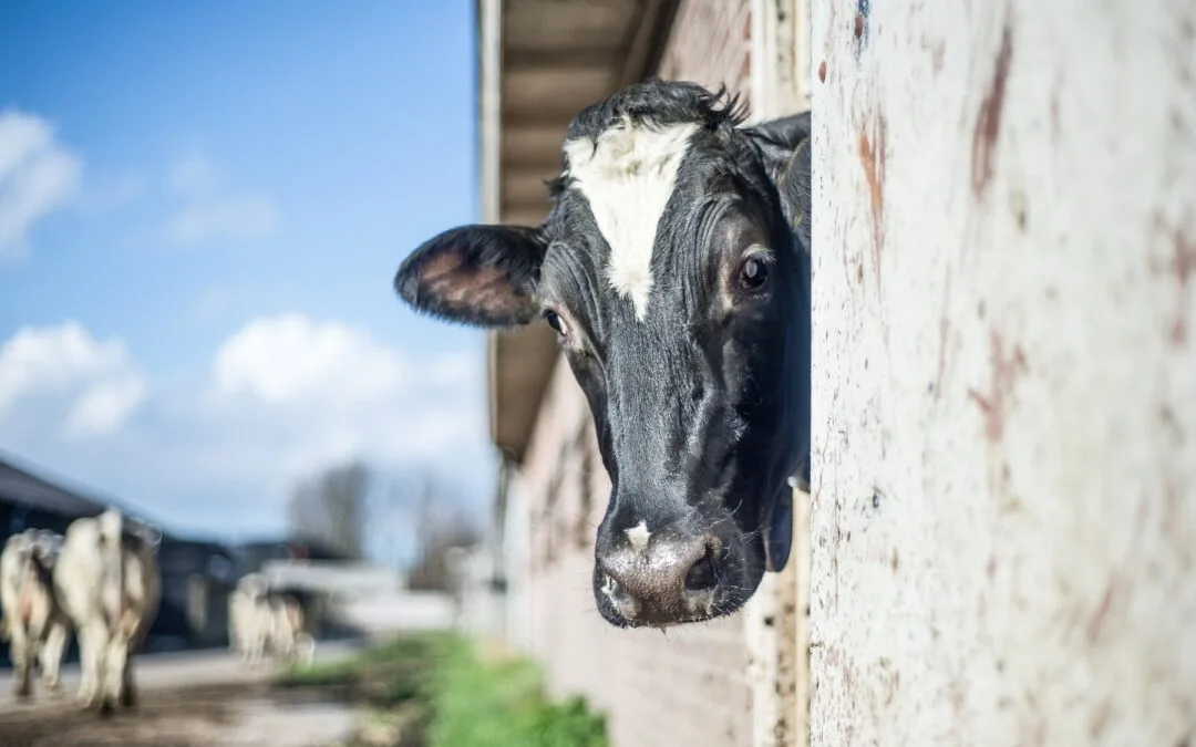 En el año las exportaciones lácteas crecieron 14%, totalizando US$ 881,5 millones.