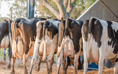 Los residuos de cloratos en leche están totalmente bajo control y a niveles de excelencia internacional.