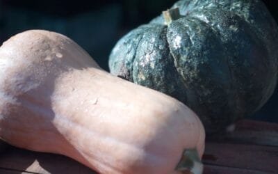 Abundante oferta de zapallo Kabutiá y calabacín.