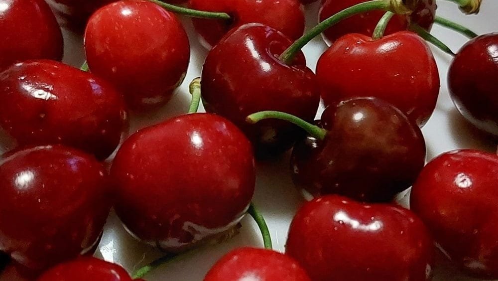 Chile. Récord en exportaciones de fruta.
