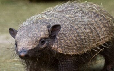 MTOP toma medidas para proteger fauna autóctona y evitar accidentes.