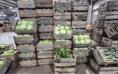 Se recupera la oferta de hortalizas de hojas, brotes e inflorescencia.