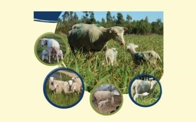 Cuando el animal llega al 90% del peso vivo del adulto, ya está en condiciones de encarnerar.