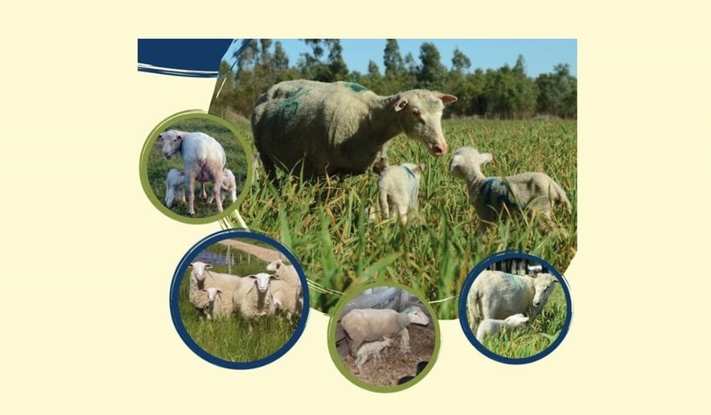 Cuando el animal llega al 90% del peso vivo del adulto, ya está en condiciones de encarnerar.