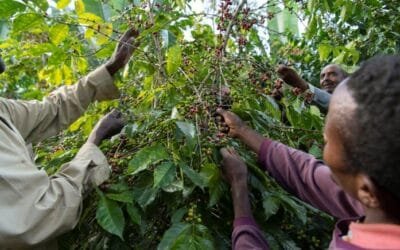 La trampa de la normativa europea que pone en riesgo las exportaciones de café etíopes.