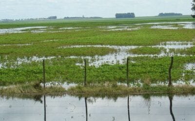 Una cosecha caótica y la siembra que se retrasa, el panorama agrícola del momento.