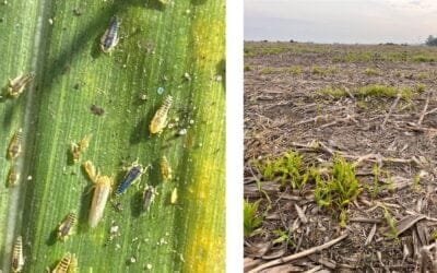 Maíces de segunda con “un incremento en la población de chicharrita a nivel país”.