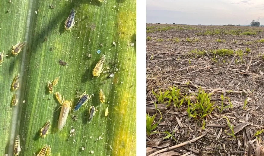 Maíces de segunda con “un incremento en la población de chicharrita a nivel país”.