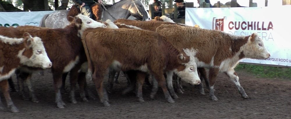 Escritorio Cuchilla de Silvera SRL y Gustavo Basso Negocios Rurales tuvieron buen mercado para el ternero.