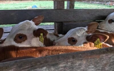 Dificultades climáticas de Río Grande do Sul no frenaron el mercado genético.