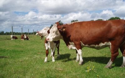 Dinamarca acuerda impuesto a las emisiones de gases en el ganado.