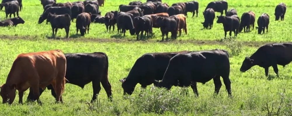 Mercado de haciendas: “Moderado aumento de valores y faena estable, mercado firme”.